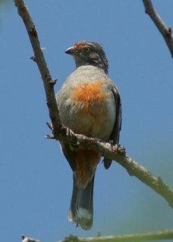 santuario bosque de pomac aves