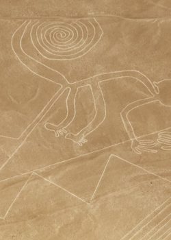 Mono Nasca