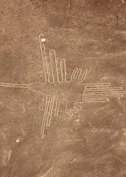 colibrí