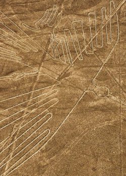 lineas nazca condor