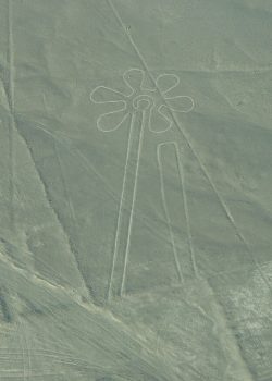 lineas nazca flor