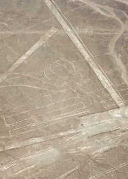 Nazca,Lines,Parrot,Or,Macaw,Geoglyph,In,Peru