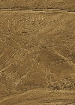 lineas nazca mono